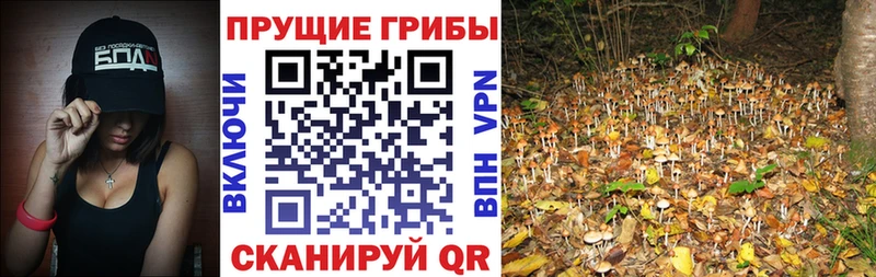 где продают   Избербаш  Галлюциногенные грибы Psilocybe 